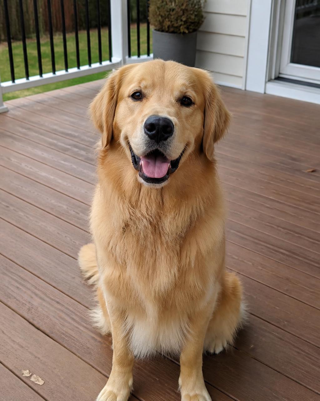 Ordinary pet photo